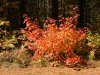 Early Autumn/Fall foliage and trees