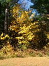 Early Autumn/Fall foliage and trees