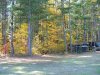 Early Autumn/Fall foliage and trees