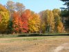 Early Autumn/Fall foliage and trees