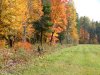 Early Autumn/Fall foliage and trees