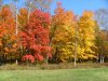 Early Autumn/Fall foliage and trees