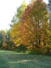 Early Autumn/Fall foliage and trees