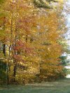 Early Autumn/Fall foliage and trees