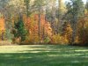 Early Autumn/Fall foliage and trees