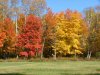 Early Autumn/Fall foliage and trees