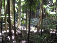 The next day: Kondalilla National Park outside Brisbane