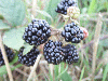 Blackberries growing along Keckwick lane