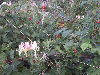 Honeysucke Flowers and Berries near entry to the Daresbury Firs