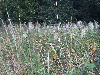 Field of Thistles near entry to the Daresbury Firs