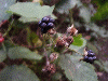 Blackberries along the canel