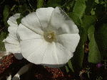 Field Bindweed (Convolvulus arvensis)