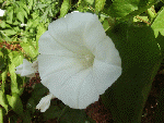 Field Bindweed (Convolvulus arvensis)