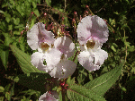Policeman's Helmet/Himalayan Balsam (Impatiens glandulifera)