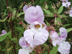 Policeman's Helmet/Himalayan Balsam (Impatiens glandulifera)