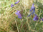 Tufted Vetch (Vicia cracca)  (Fabaceae)