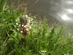 Ribwort Plantain (Plantago laceolata)