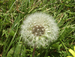 Dandelion Seedhead