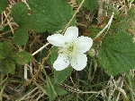  Blackberry/Bramble (Rubus fructicosus)