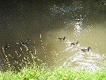 Close up of family of Ducks on the Canel