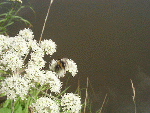 Hogweed or Cow Parsnip (Heracleum sphondylium) - with Bee at Work