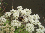 Hogweed or Cow Parsnip (Heracleum sphondylium) - with Bee at Work