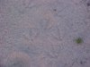 Goose prints on the sand