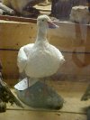 Snow Goose