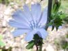 Chicory (Cichorium intybus)