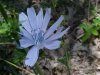 Chicory (Cichorium intybus)