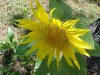 Possible Elecampane varient (Inula helenium)
