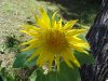 Possible Elecampane varient (Inula helenium)