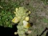 Great Mullein (Verbascum thapsus)