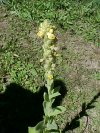 Great Mullein (Verbascum thapsus)
