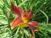 Orange Daylily (Hemerocallis fulva)
