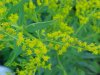 Canadian Goldenrod (Solidago canadensis)