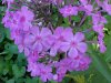 Fall Phlox (Phlox paniculata); Was incorrectly described as Bouncing Bet ; Soapwort  (Saponaria officinalis)