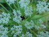 Queen Anne's Lace (Daucus carota)