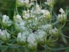 Queen Anne's Lace (Daucus carota)