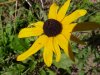 Brown-eyed Susan (Rudbeckia hirta)
