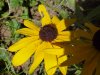 Brown-eyed Susan (Rudbeckia hirta)