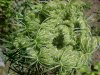 Queen Anne's Lace (Daucus carota)