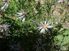 Purple-stemmed Aster (Aster puniceus)