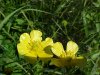 Meadow Buttercup / Common Buttercup (Ranunculus acris)
