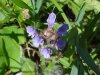 Heal-all; Self-heal (Prunella vulgaris)