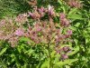 Spotted Joe-Pye Weed (Eupatorium maculatum)