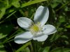 Canada Anemone (Anemone canadensis)