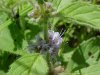 Field Mint (Mentha arvensis ssp. borealis)