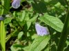 March Skullcap (Scutellaria gelericulata)
