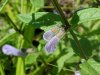 March Skullcap (Scutellaria gelericulata)